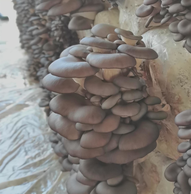 六希谈种平菇做基地就是把平菇种植当作职业来做